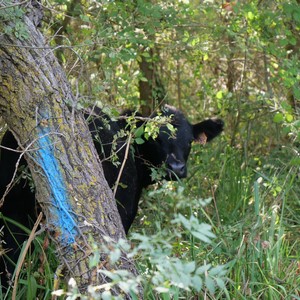 Vache dans un bois sauvage - France  - collection de photos clin d'oeil, catégorie animaux